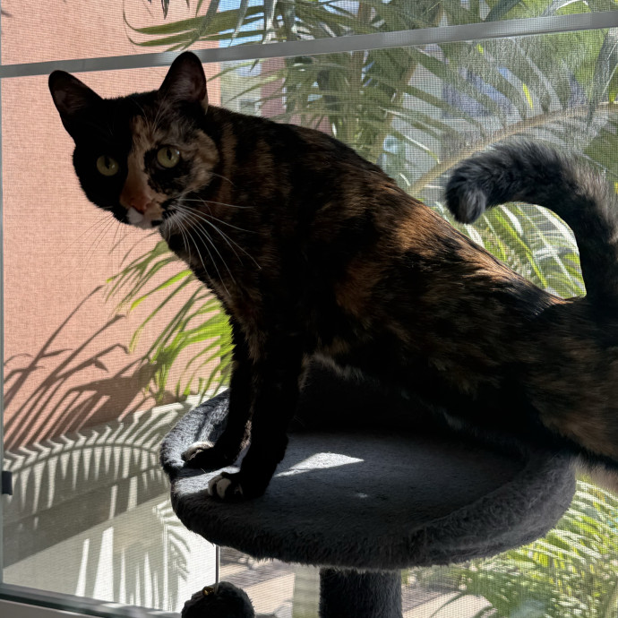 Lain The Cat Mom