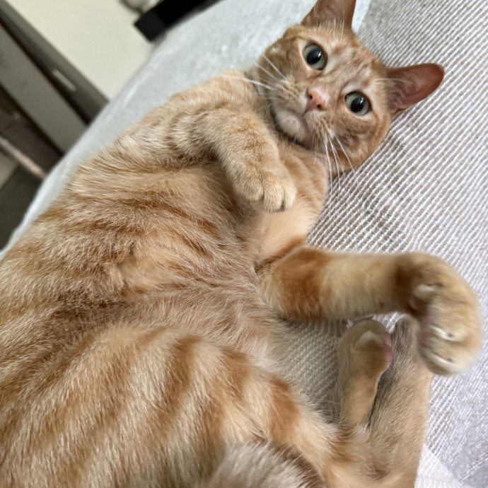 Lain The Cat Mom photo 2