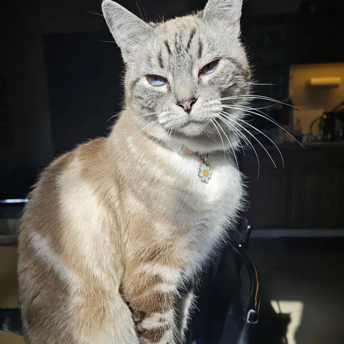 Colene's Cat Sitting Services