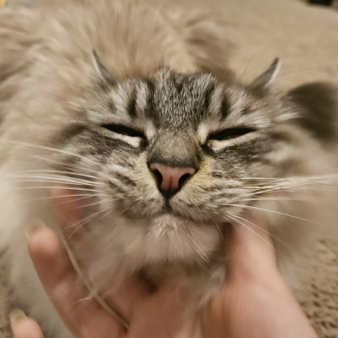 Colene's Cat Sitting Services