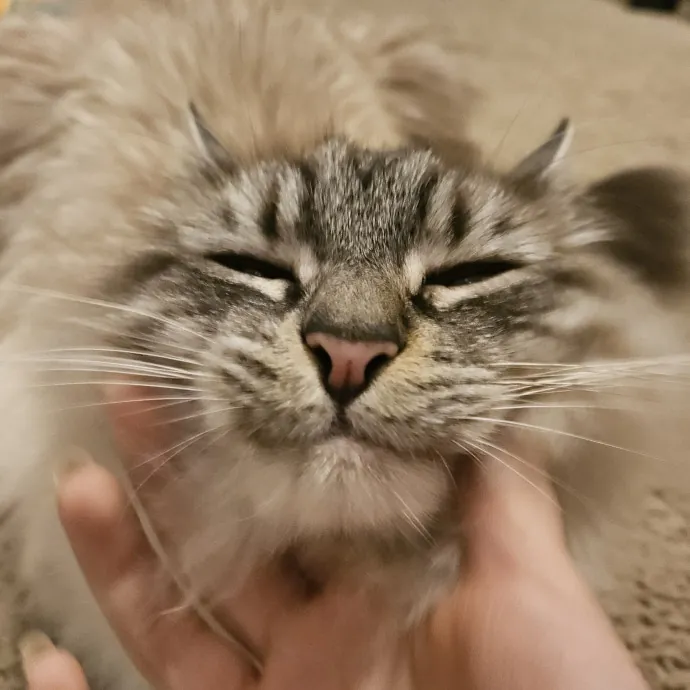 Colene's Cat Sitting Services