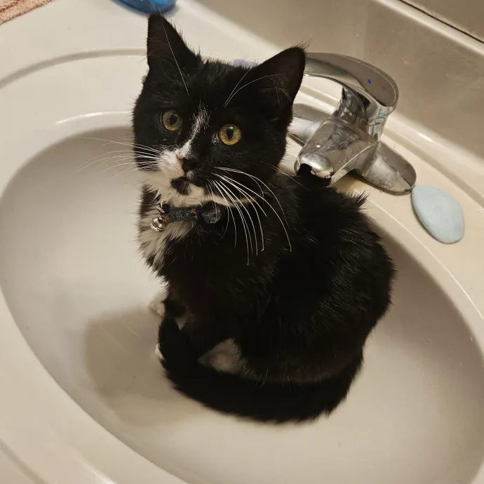 Colene's Cat Sitting Services