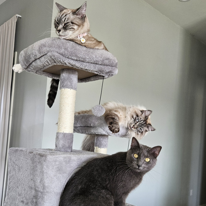 Colene's Cat Sitting Services