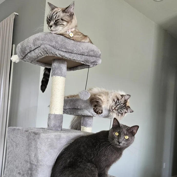 Colene's Cat Sitting Services