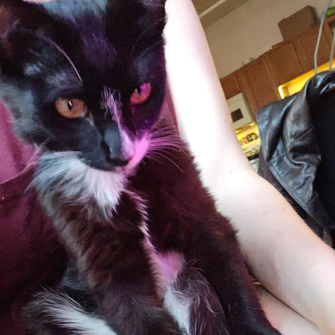 Colene's Cat Sitting Services