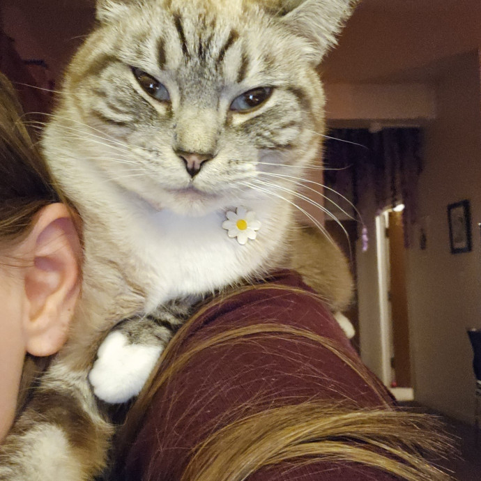 Colene's Cat Sitting Services