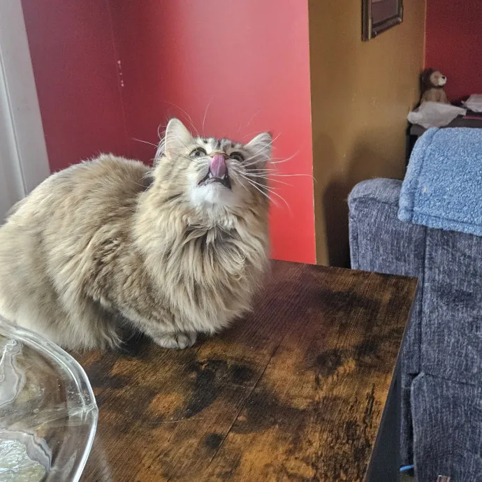 Colene's Cat Sitting Services photo 3