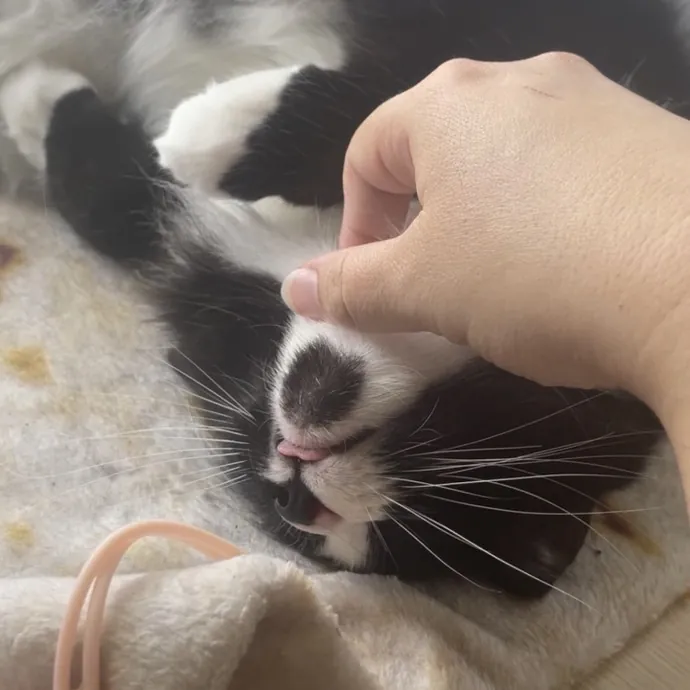 Above  Beyond Care For Every Cat Person