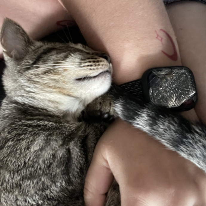 Above  Beyond Care For Every Cat Person