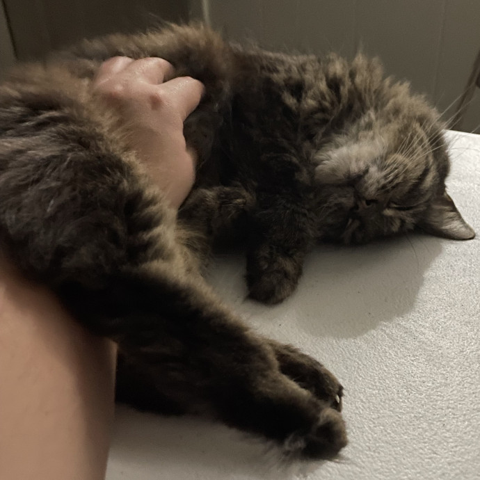Above  Beyond Care For Every Cat Person