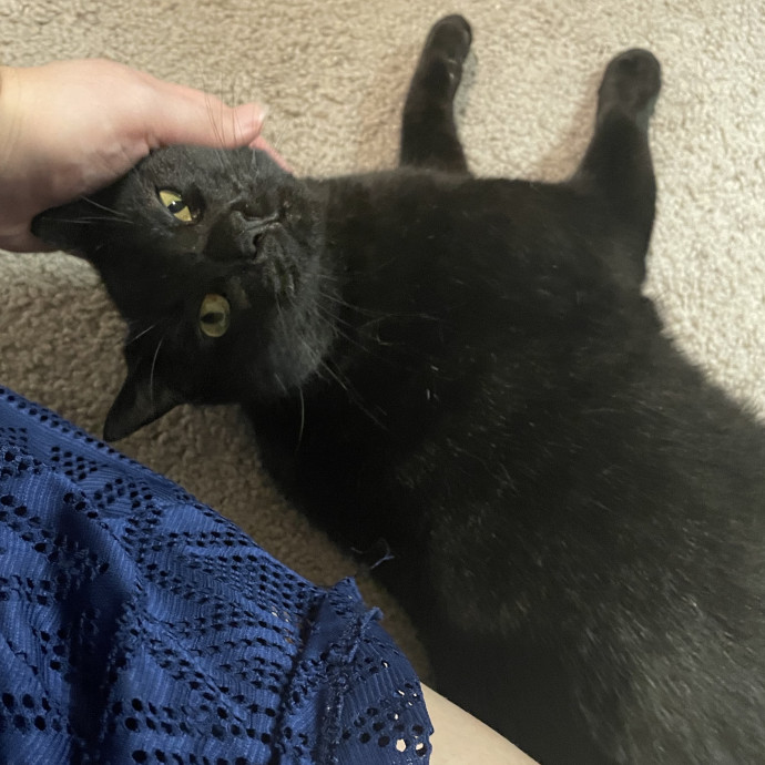 Above  Beyond Care For Every Cat Person