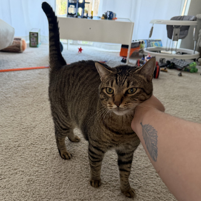 Above  Beyond Care For Every Cat Person photo 3