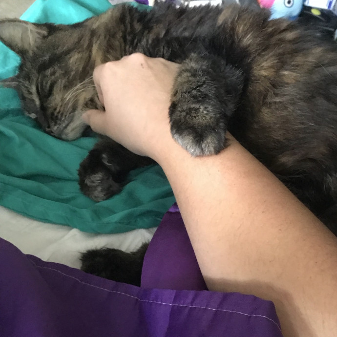 Above  Beyond Care For Every Cat Person photo 2