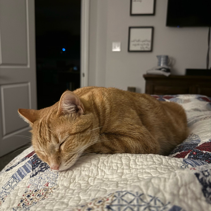 Cat Sitting Kelley