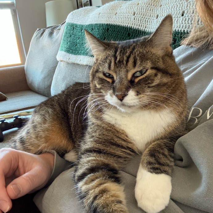 Cat Sitting Kelley