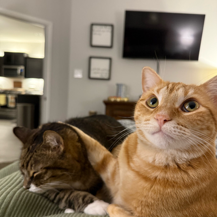 Cat Sitting Kelley