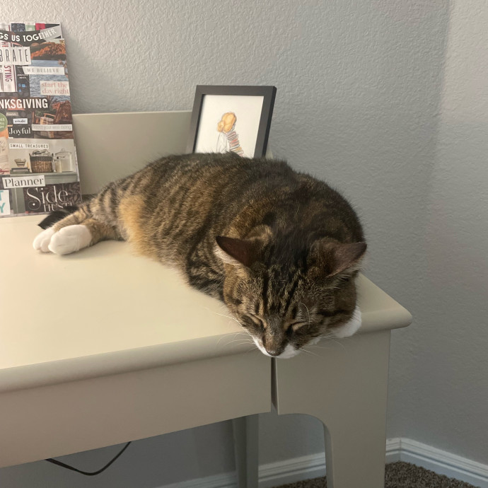 Cat Sitting Kelley photo 3