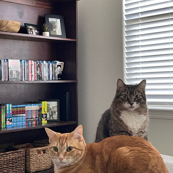 Cat Sitting Kelley photo 2