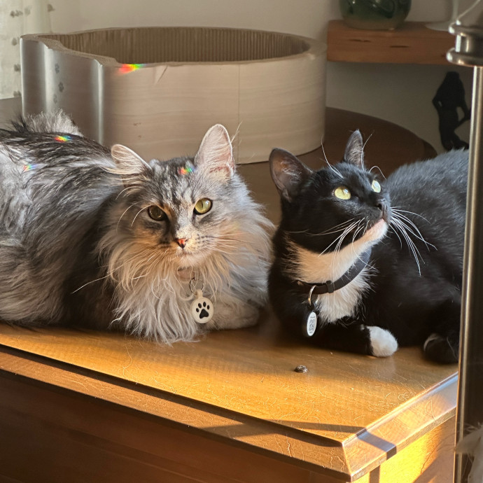 Lifelong Cat Dad