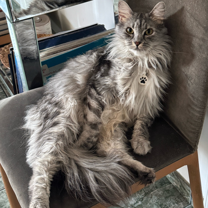 Lifelong Cat Dad