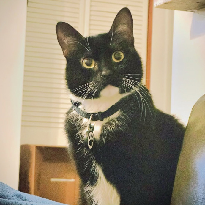 Lifelong Cat Dad