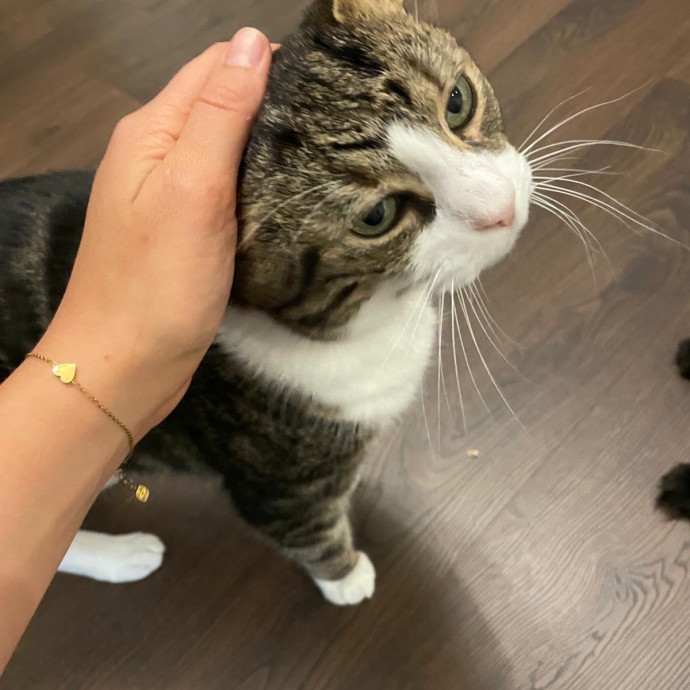 Cat Mum