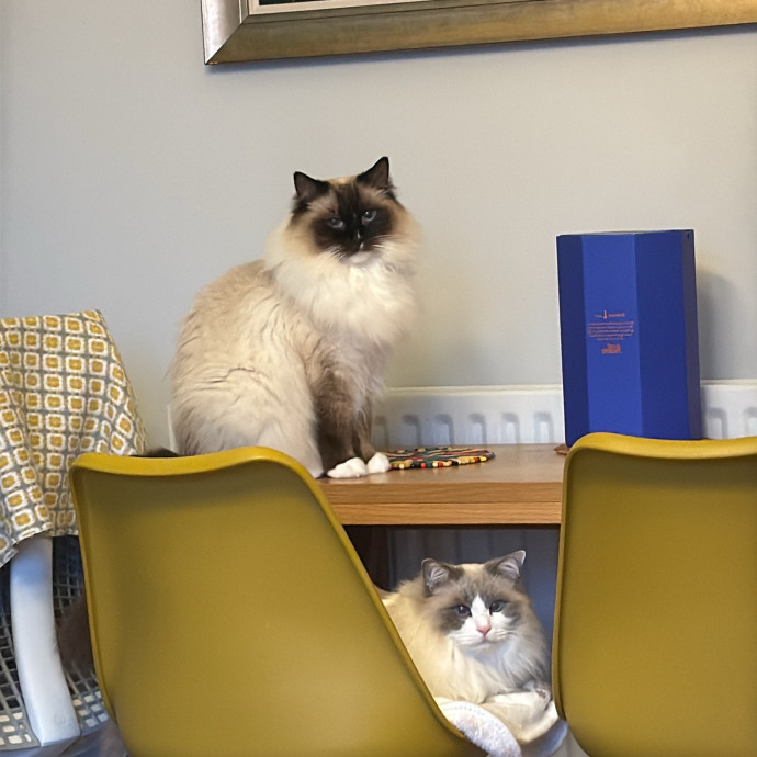 Cat Mum