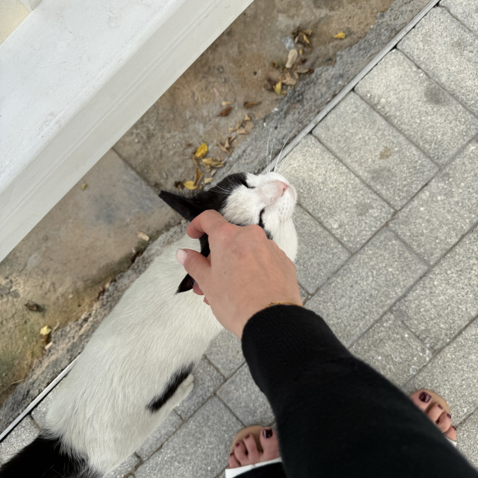Cat Mum photo 3