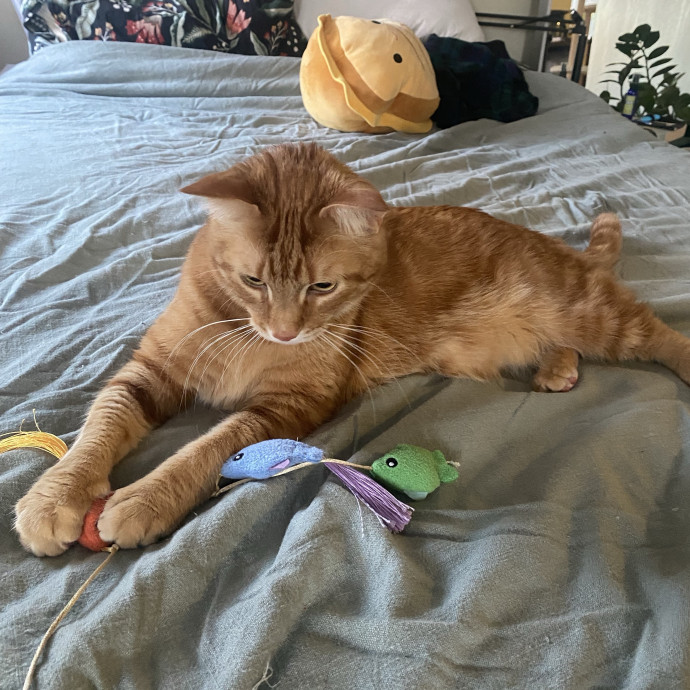 Luke's Feline Friends