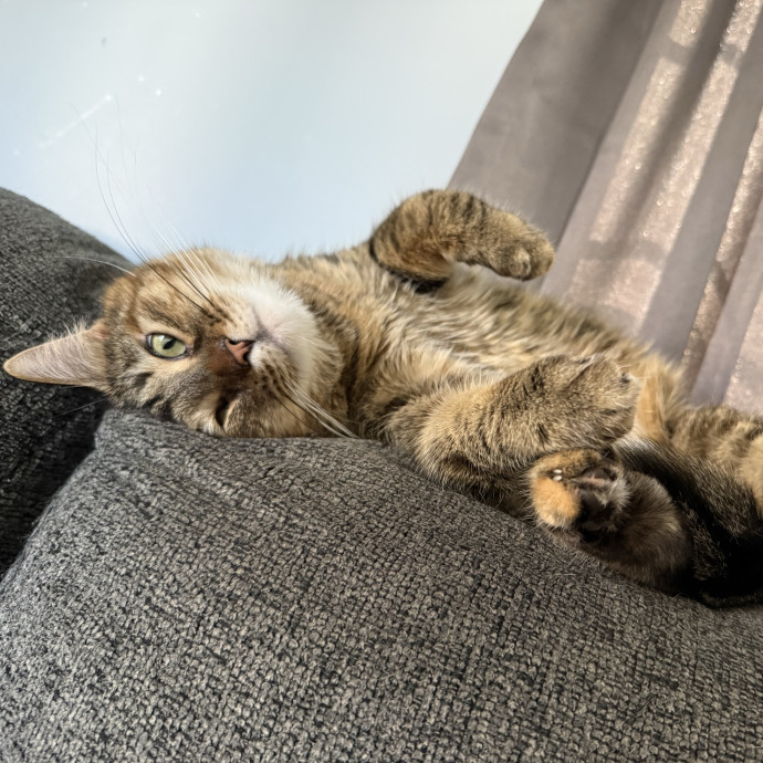 Fear Free Certified Cat Sitter