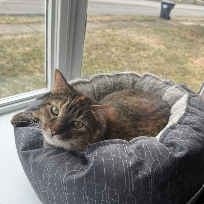 Fear Free Certified Cat Sitter photo 3