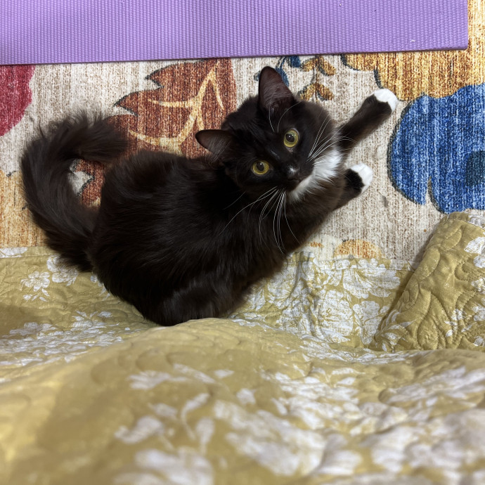 Loving Cat Mom You Can Trust photo 2