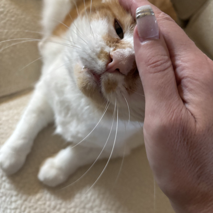 Kristen's Kitty Care