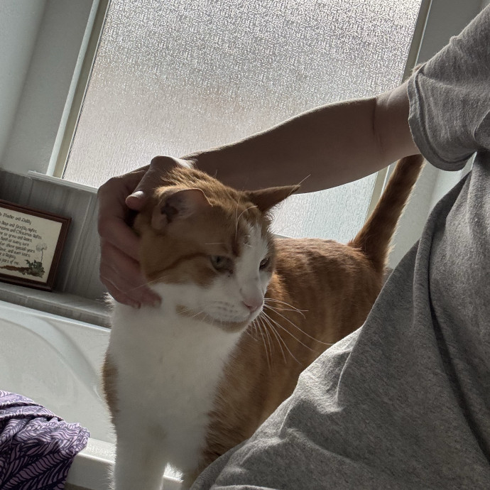 Kristen's Kitty Care photo 2