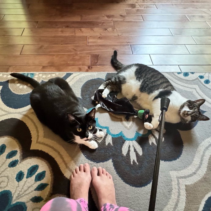 Loving Cat Sitter At Your Service
