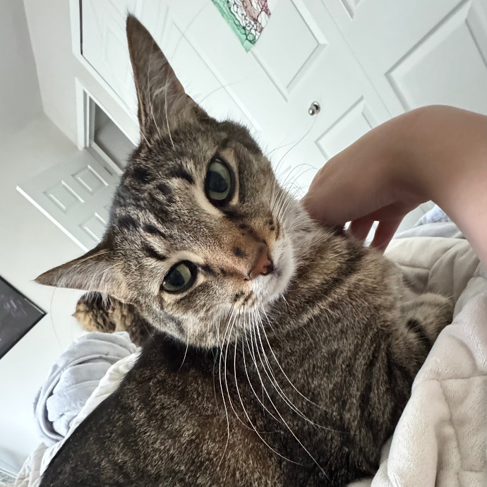 Loving Cat Sitter At Your Service