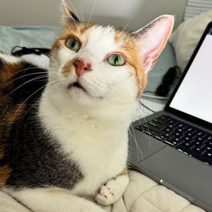 Loving Cat Sitter At Your Service