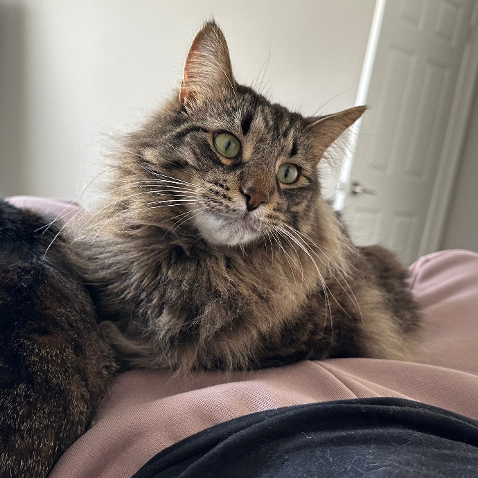 Loving Cat Sitter At Your Service photo 3