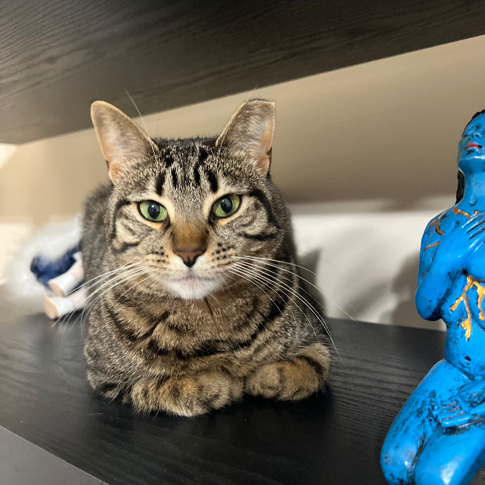 Loving Cat Sitter At Your Service photo 2