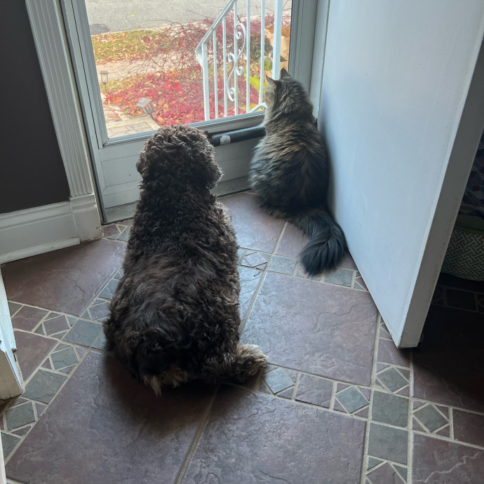 The Purrfect Kitty Sitter