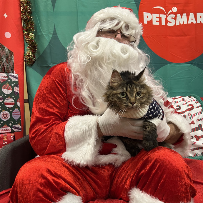 The Purrfect Kitty Sitter photo 3