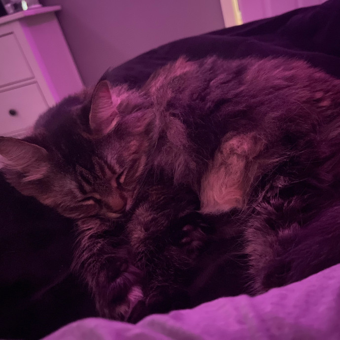 The Purrfect Kitty Sitter photo 2