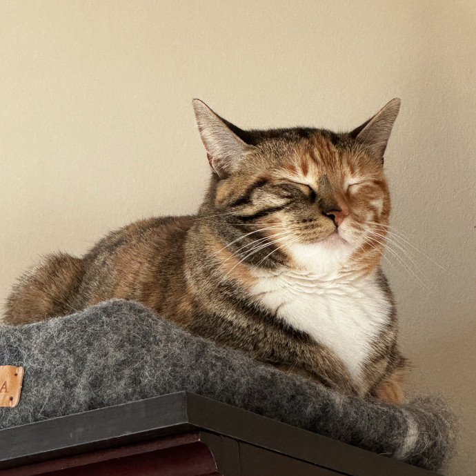 Your New Cat Auntie Tiffa