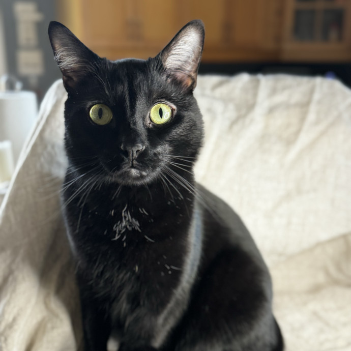 Your New Cat Auntie Tiffa