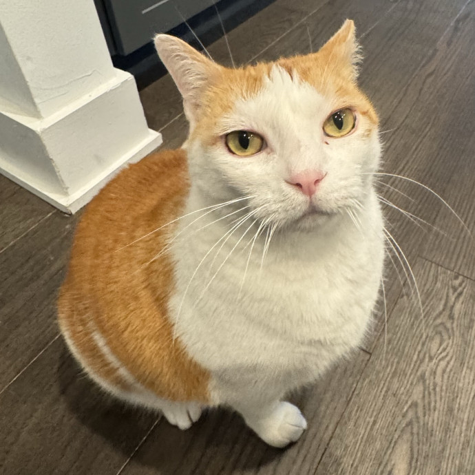 Your New Cat Auntie Tiffa