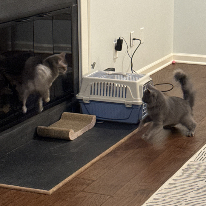 Your New Cat Auntie Tiffa
