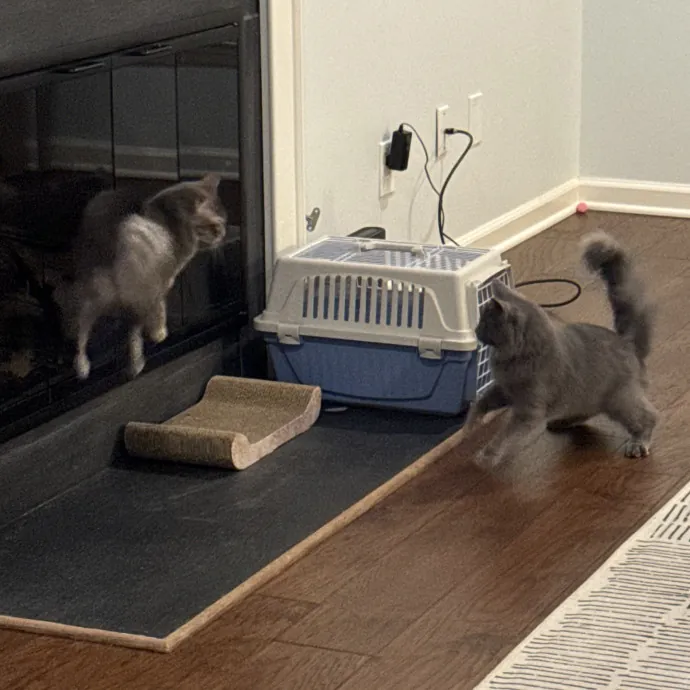 Your New Cat Auntie Tiffa