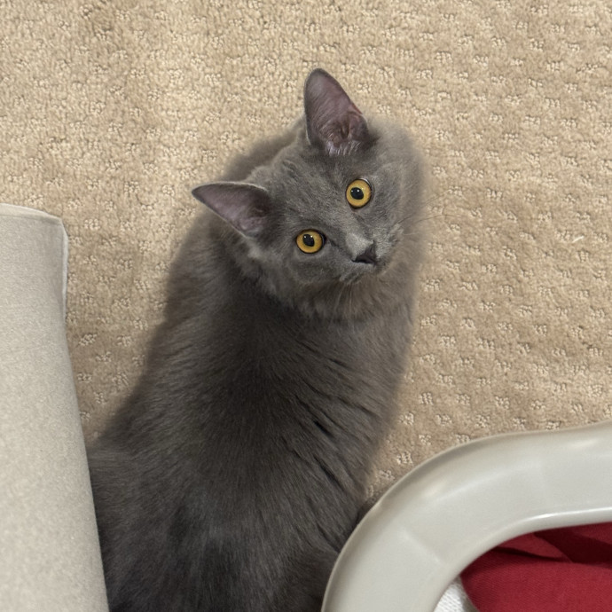 Your New Cat Auntie Tiffa