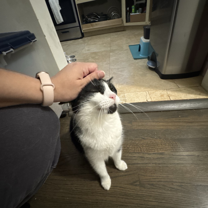 Your New Cat Auntie Tiffa