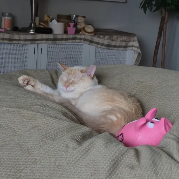 Spicy Kitty Approved  I Love Toe Beans